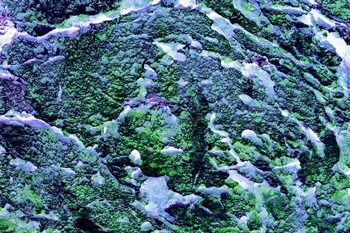 AP 77C